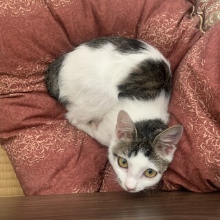 甘えん坊のかわいい猫ちゃんです。