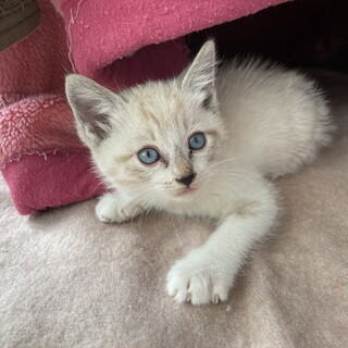 【トライアル中】人懐こいシャム風の男の子です