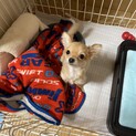 里親募集中です