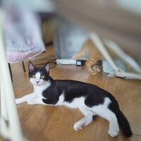 らん