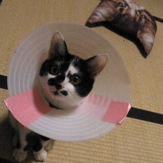 個性的な模様の白黒猫メイちゃん