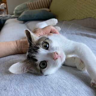 性格抜群ベタベタのボブくん