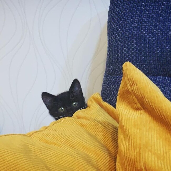 おもちまる のカバー写真