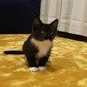 おもちまる 