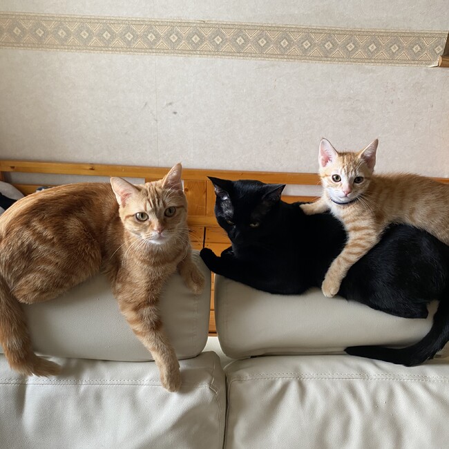 kira_0427のカバー写真