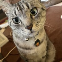 ナギ