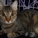 144頭飼育崩壊からきたセセリちゃん。幸せになれ〜