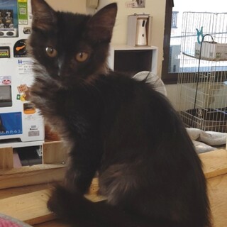 【保護猫】なな♀子猫・黒猫