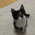 【お話中】甘えん坊の黒白くん