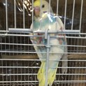 セキセイインコ（生後1ヶ月少し）受付停止中！