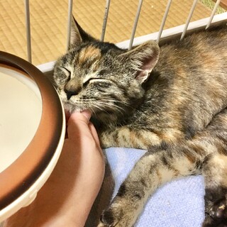夏生まれサビちゃん