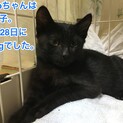 夏生まれの黒君