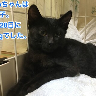 夏生まれの黒君