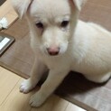 ハッピー3ヶ月の家族を捜してます。