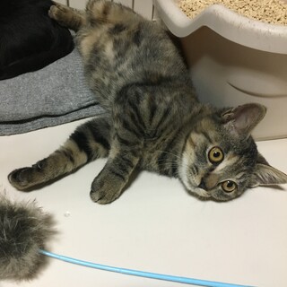 夏生まれのサビちゃん