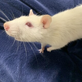 ファンシーラット　ベージュハスキー