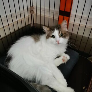 人に懐こいノルウェージャンフォレスト