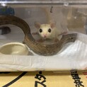 フクロモモンガ♀