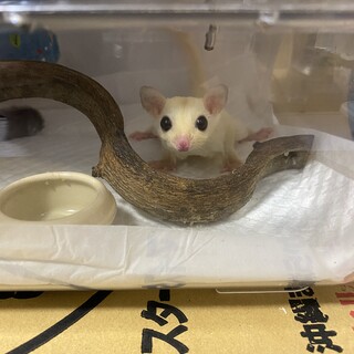 フクロモモンガ♀