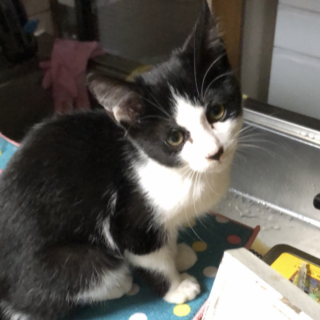 ハチワレ　赤ちゃん　びっくりする程人懐こいです！