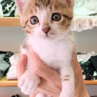 募集停止、おっとり男子★ほうじ茶