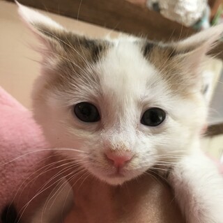 里親決定。解体現場レスキューのタイちゃん