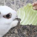 ウサギ