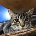 3〜4ヶ月ギジトラちゃん