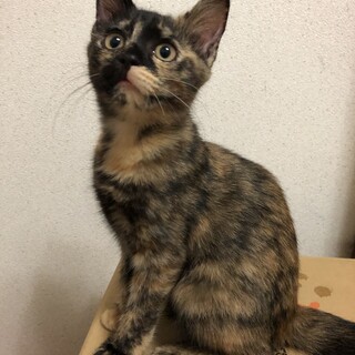 ★約4ヶ月のサビ柄の子猫★
