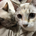 仲良し白ねこちゃん2匹