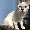 仲良し白ねこちゃん2匹 サムネイル2