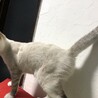 仲良し白ねこちゃん2匹 サムネイル3