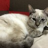 仲良し白ねこちゃん2匹 サムネイル4