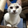 仲良し白ねこちゃん2匹 サムネイル5
