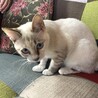 仲良し白ねこちゃん2匹 サムネイル6