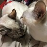 仲良し白ねこちゃん2匹 サムネイル7