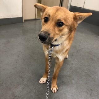 黒い瞳のロイ君→ボランティア譲渡決定！