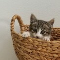 ありがとうございました