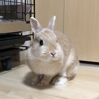 ネザーランドドワーフのりんごちゃんです！