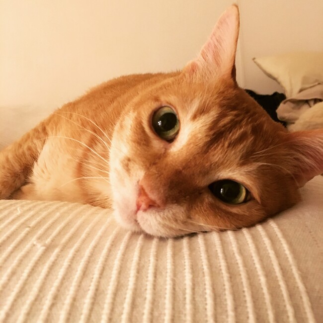 Ukikaのカバー写真