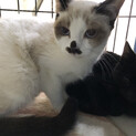 お鼻にクローバー♣︎シャムミックスのシャルちゃん♪