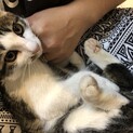 獣医さんもメロメロ♡美猫シャーロック(仮)です