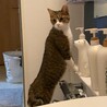 しっぽ