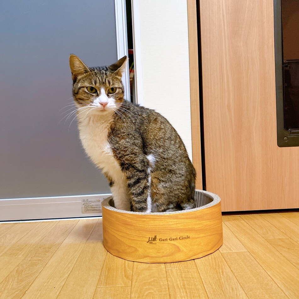 しっぽのカバー写真