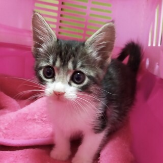 愛嬌◎のとっても可愛いキジシロの男の子です❣️