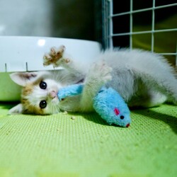 【保護3日目】生後1カ月半、やんちゃ盛り