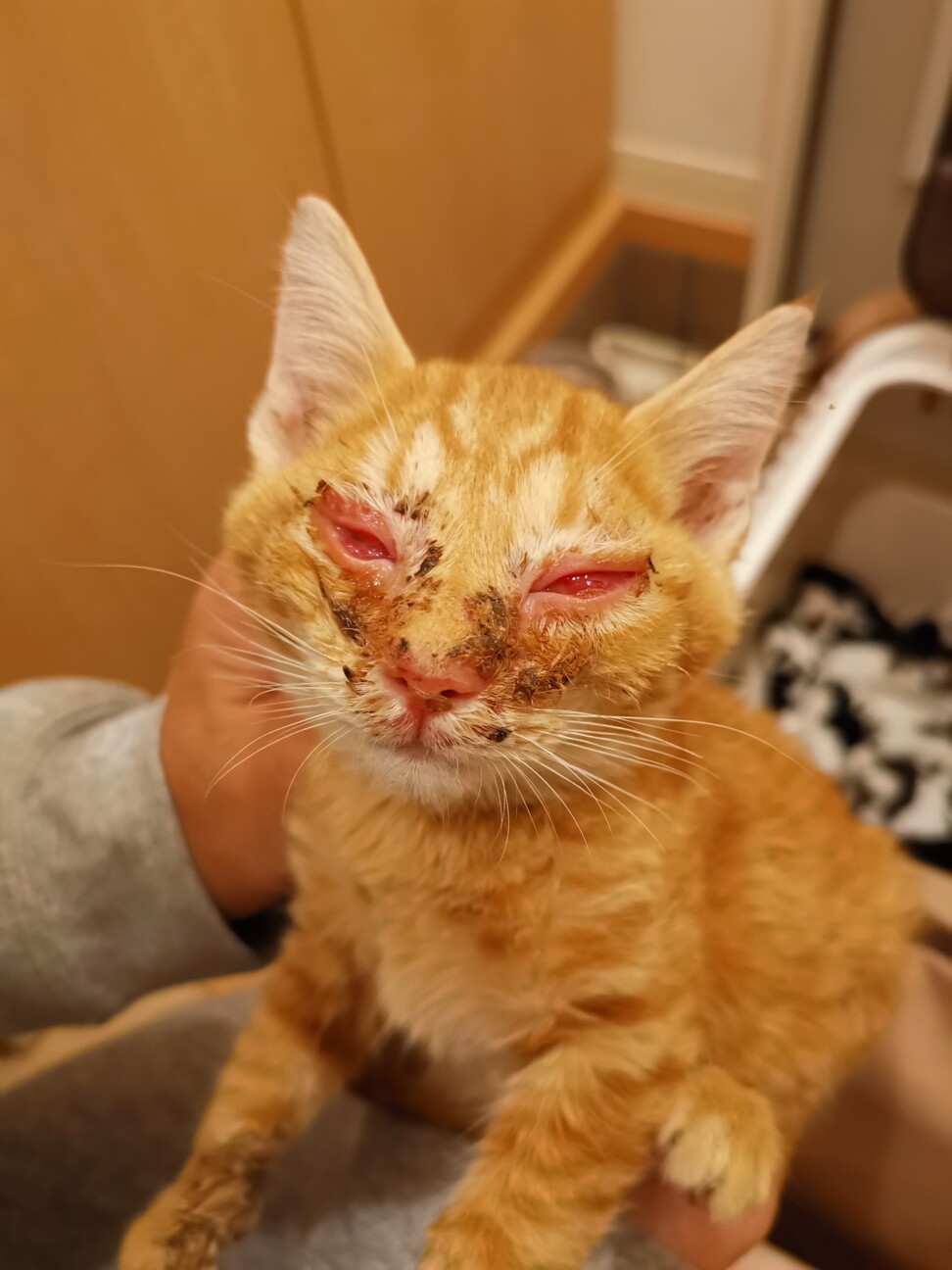 助けを待っていた酷い結膜 つかねこ動物愛護環境福祉事業部のペットログ ペットのおうち 月間利用者150万人