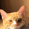 シュウ　