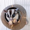 2歳モモンガ