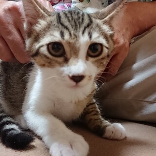 臆病だけど甘えん坊なキジイチちゃん